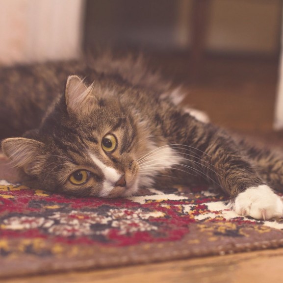 cica szőnyeg