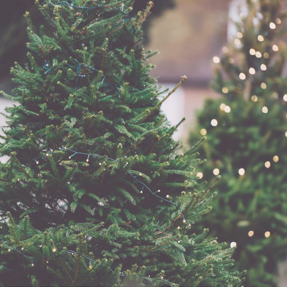 fa fenyő karácsonyfa