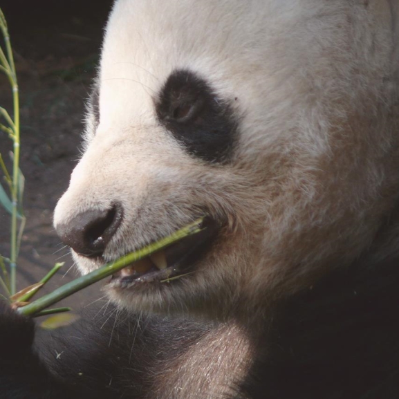 Tündéri videón debütált a washingtoni pandabébi