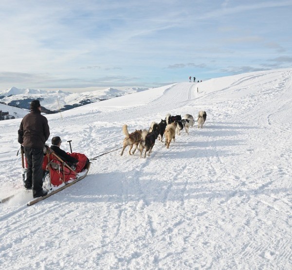 husky szán szánhúzás szánhajtás husky szán szánhúzás szánhajtás