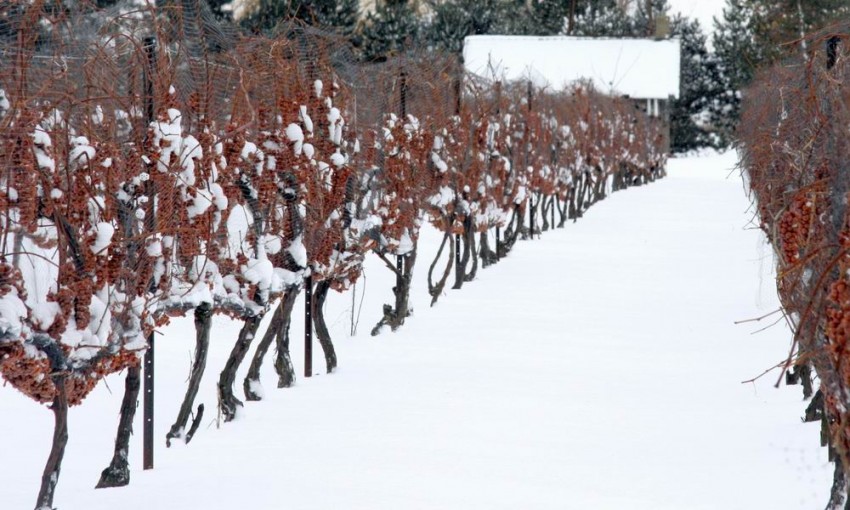 Jeges hidegben, legalább -7 fokban kezdik szüretelni a szőlőt